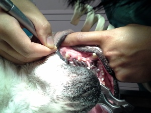 Dental surgery on a bulldog