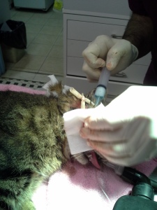 Dr. S-draining and removal of feline abscess in the jaw. Flushing and insertion of drainage tubing. 