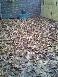 Endless leaves-ready for sweeping and bagging!!!