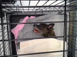 Large pit bull coming out from anesthesia after eye growth removal and anal sac expression (my first one!)