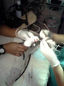 Working with Dr H on a feline declawing after a spay-#12 blade with anesthetic block injection-feline is under anesthesia