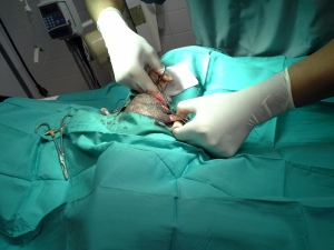 Beginning procedure  with Dr Q to remove tumour from K9 Labrador Retriever